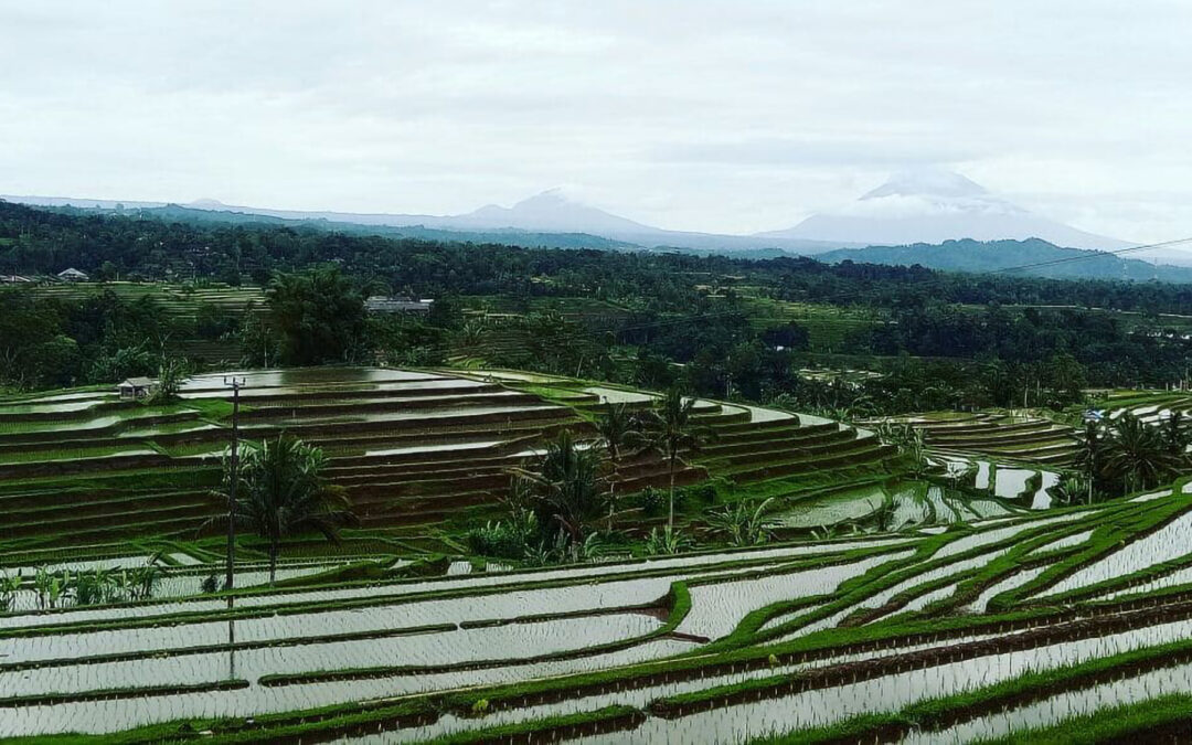 Jatiluwih: A Green Tapestry of World Heritage